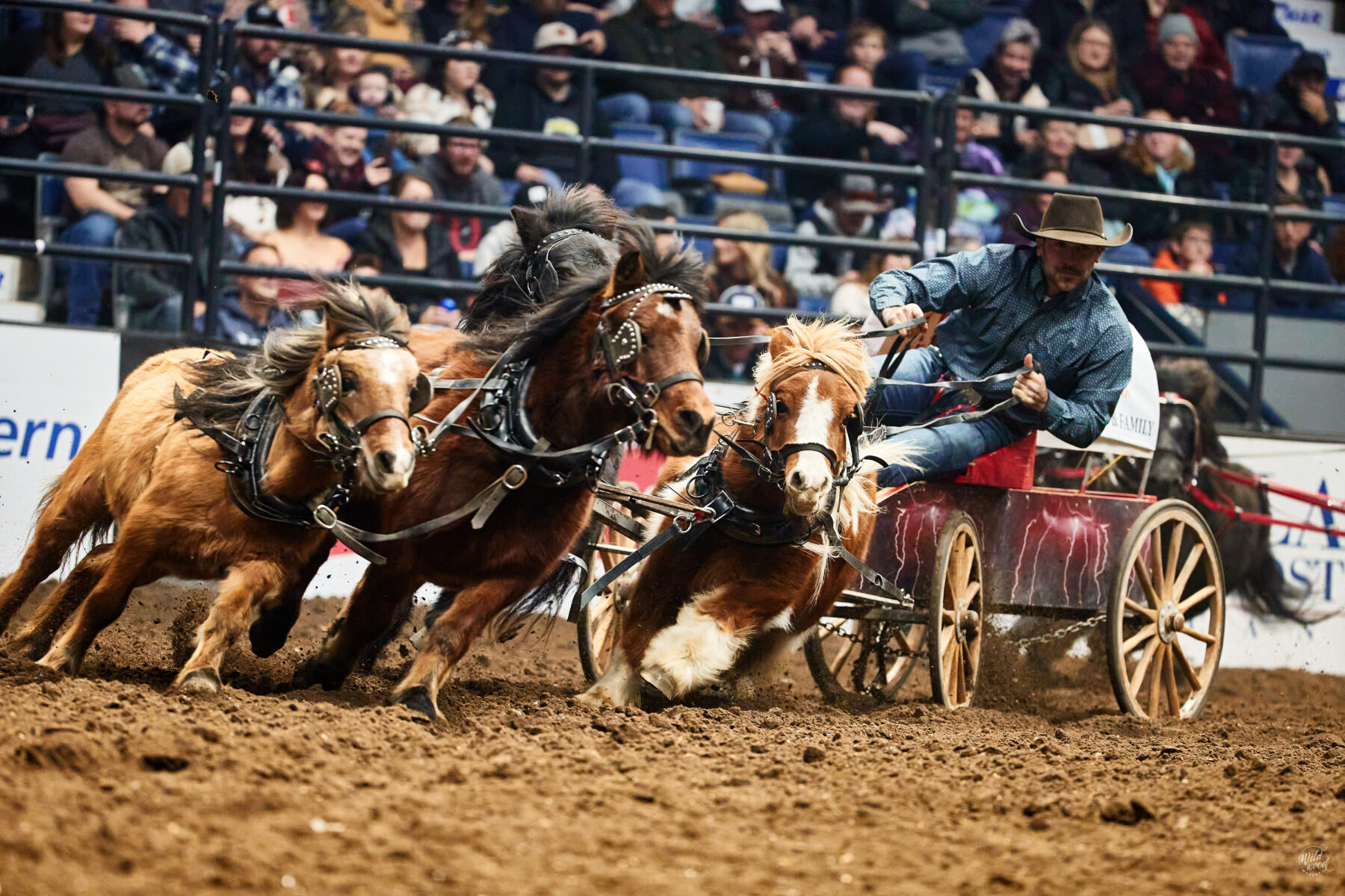 Maple Leaf Rodeo 2023 Maple Leaf Circuit Finals - wildwoodimagery.ca